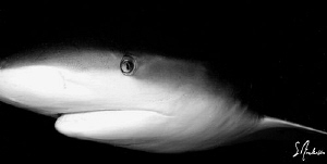 Seeing eye to eye, this image of a Caribbean Reef Shark w... by Steven Anderson 